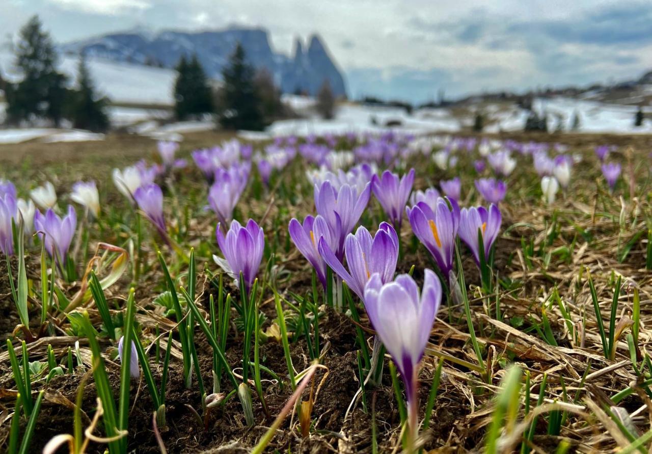 Cesa Vedla - Quite And Cozy Alpine Escape Ortisei Kültér fotó